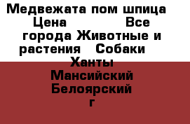 Медвежата пом шпица › Цена ­ 40 000 - Все города Животные и растения » Собаки   . Ханты-Мансийский,Белоярский г.